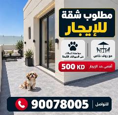 شقة